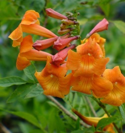 Orange Jubilee Esperanza, Orangebells, Orange Trumpet Bush, Tecoma 'Orange Jubilee', Tecoma stans elata